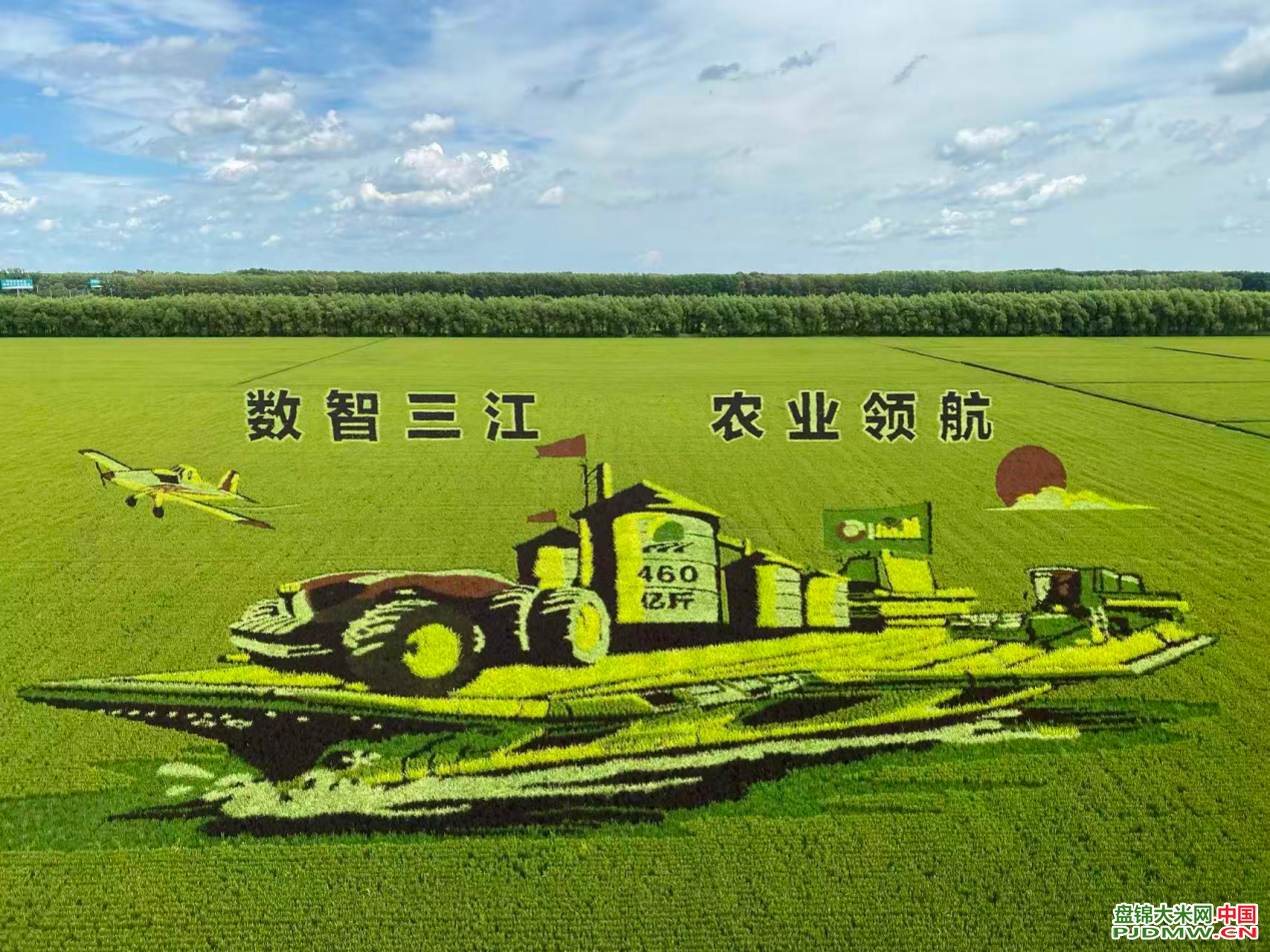 图为建三江稻田画